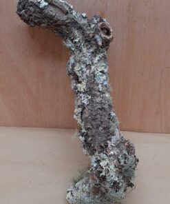 Small Cork Branch - Upto 40cm - 13