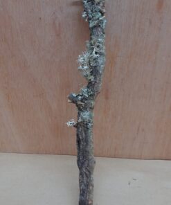 Small Cork Branch - Upto 40cm - 17