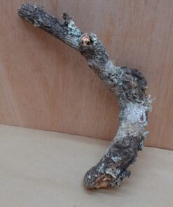 Small Cork Branch - Upto 40cm - 23