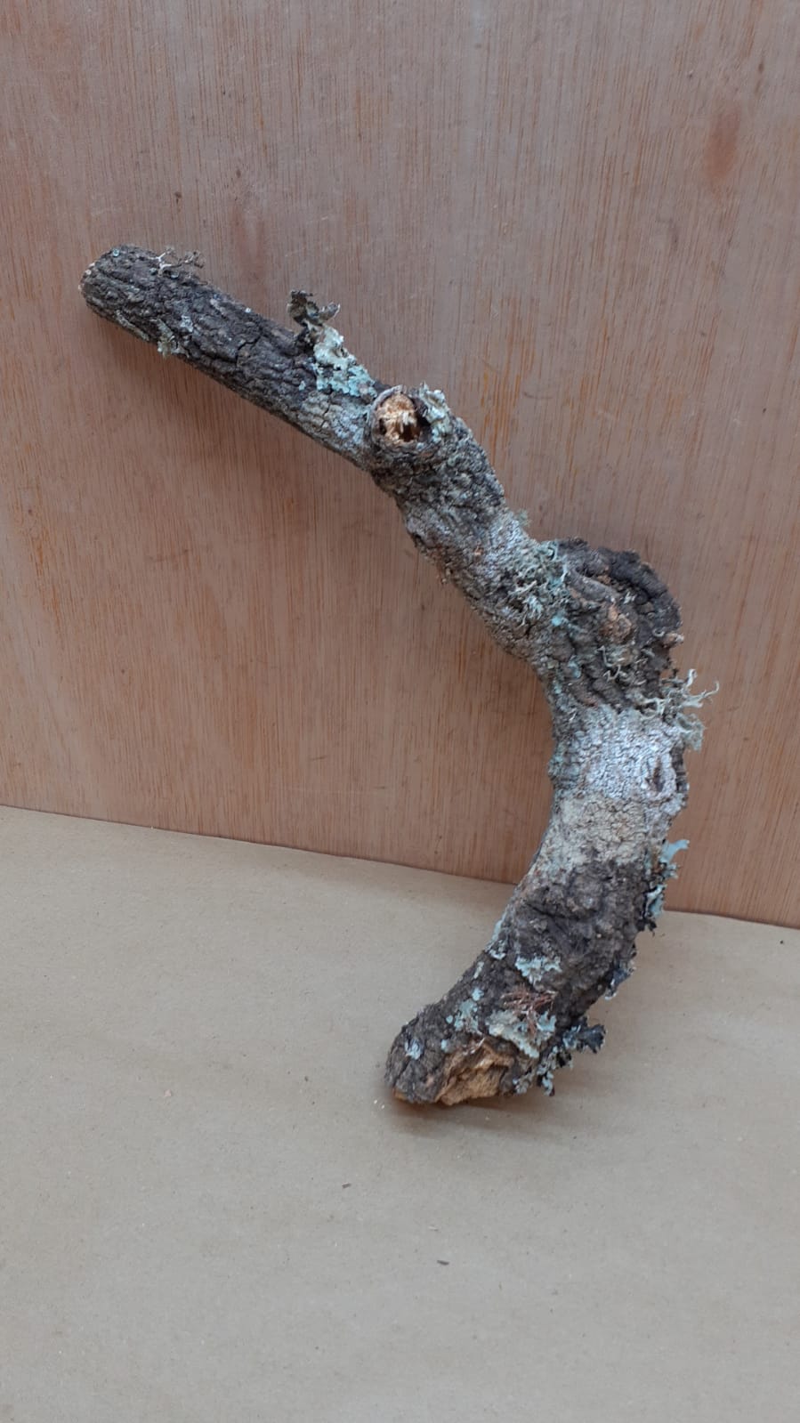 Small Cork Branch - Upto 40cm - 23