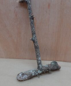 Small Cork Branch - Upto 40cm - 27