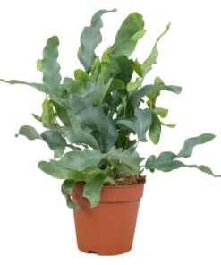 Phlebodium Blue Star