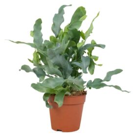 Phlebodium Blue Star