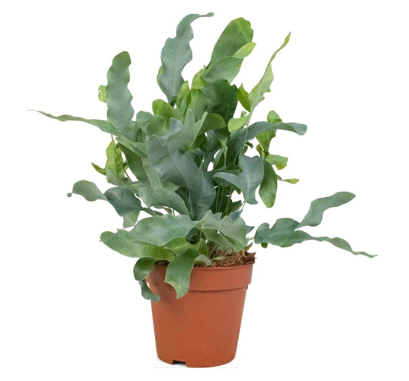 Phlebodium Blue Star