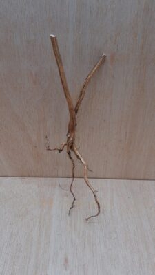 Moorwood - Medium 2