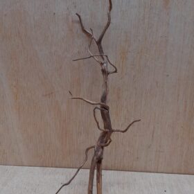 Moorwood - Medium 9