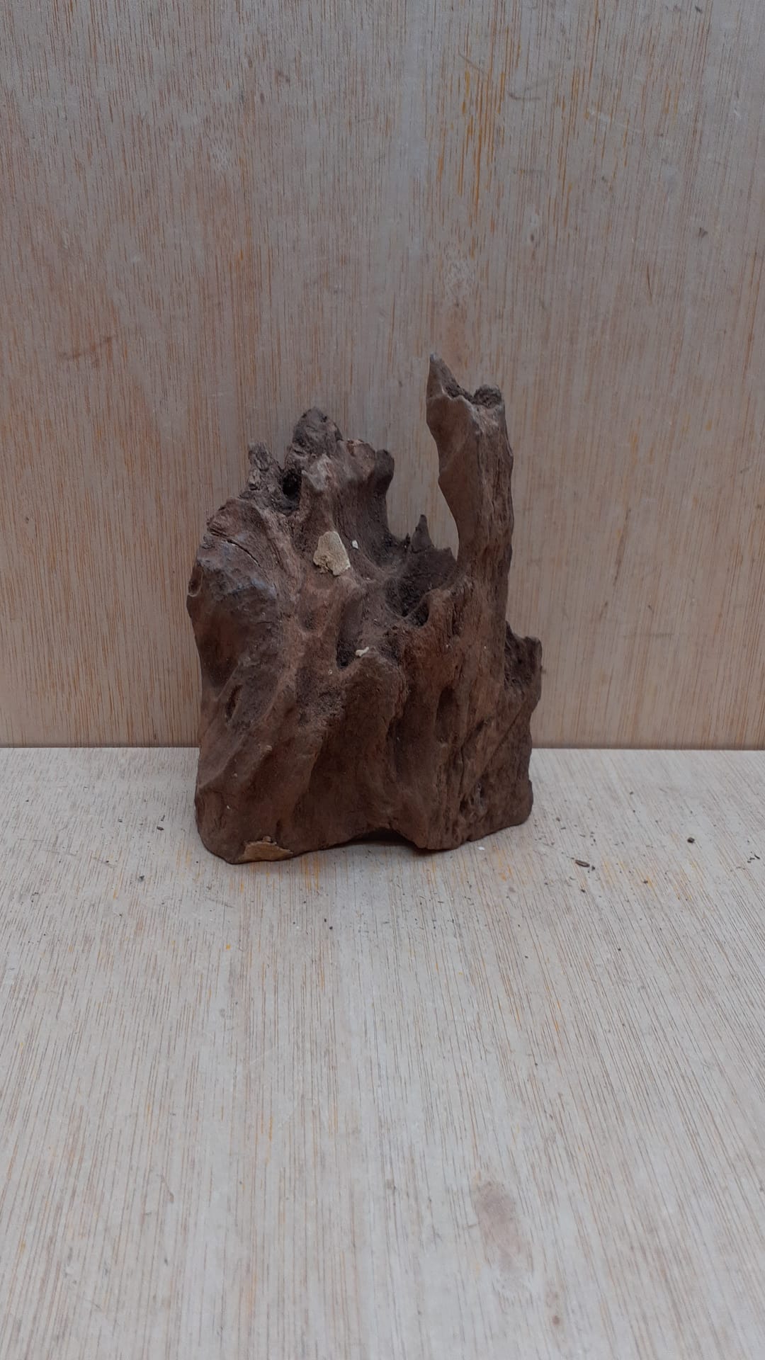 Driftwood - Small 5