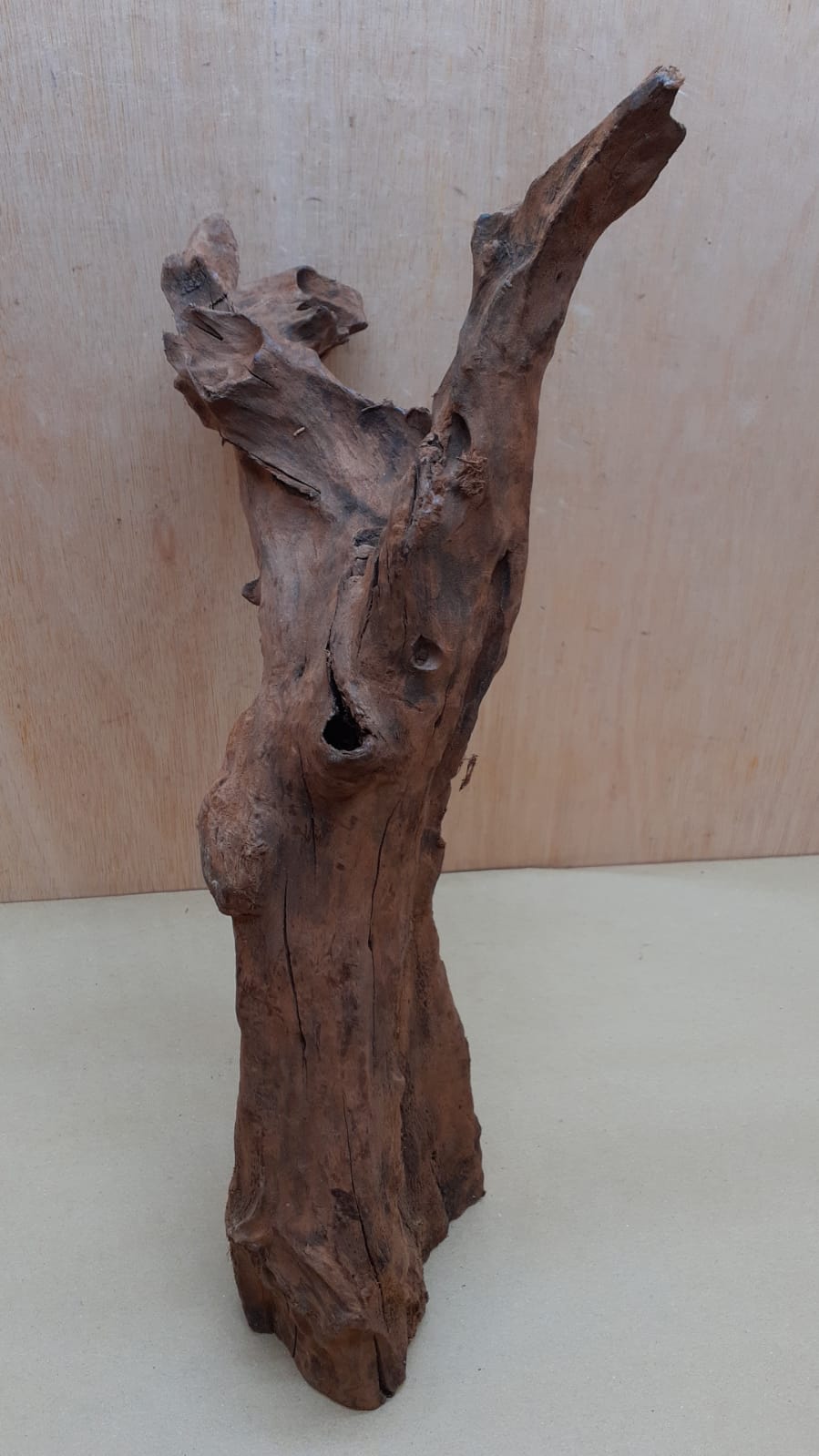 Driftwood - XL 17