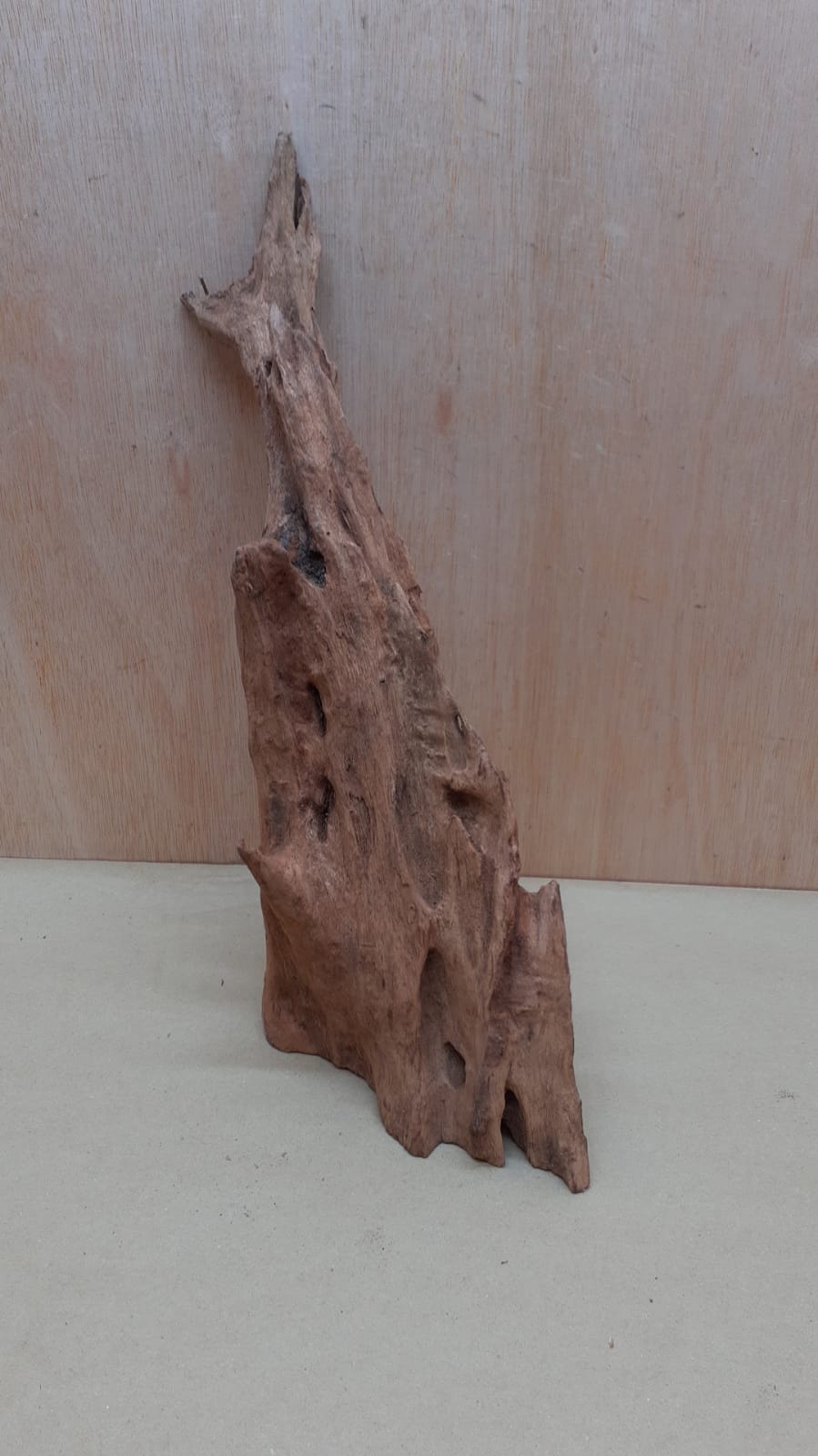 Driftwood - XL 2