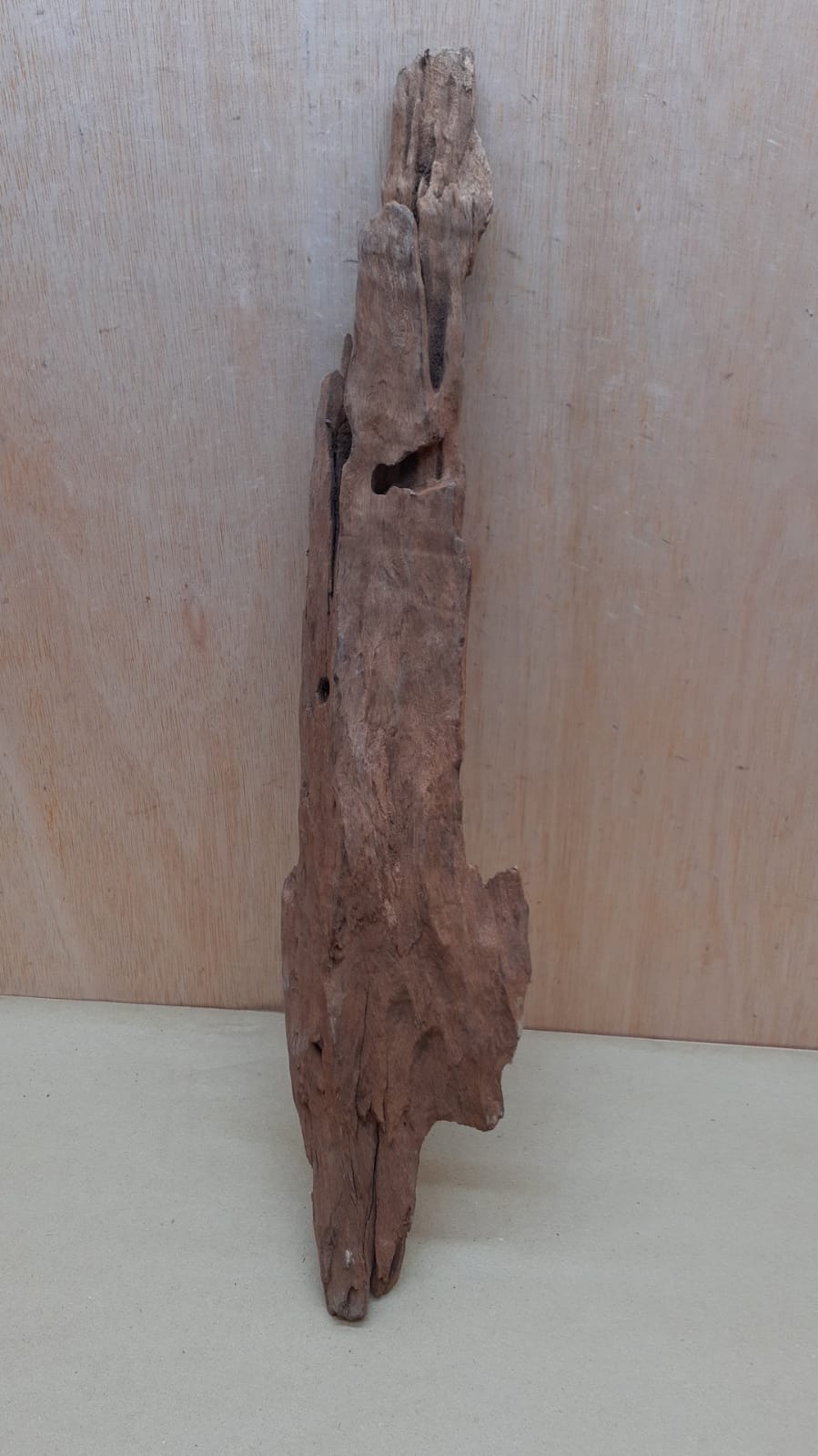 Driftwood - XL 19