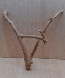 Java Wood - Double Stem - Medium 14