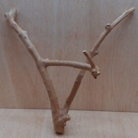 Java Wood - Double Stem - Medium 14