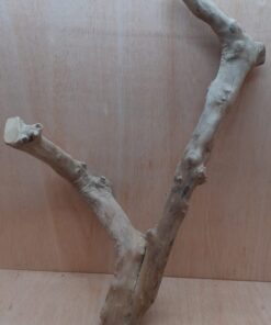 Java Wood - Double Stem - XL 14