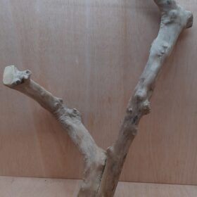 Java Wood - Double Stem - XL 14