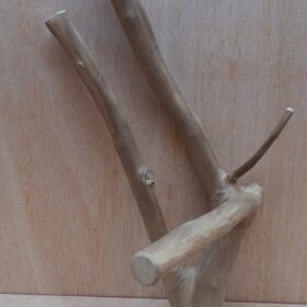 Java Wood - Double Stem - Medium 16