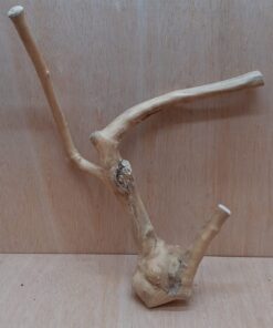 Java Wood - Double Stem - Medium 17