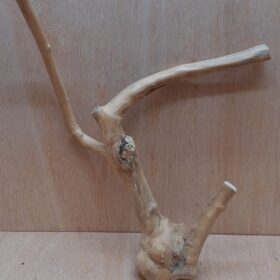 Java Wood - Double Stem - Medium 17