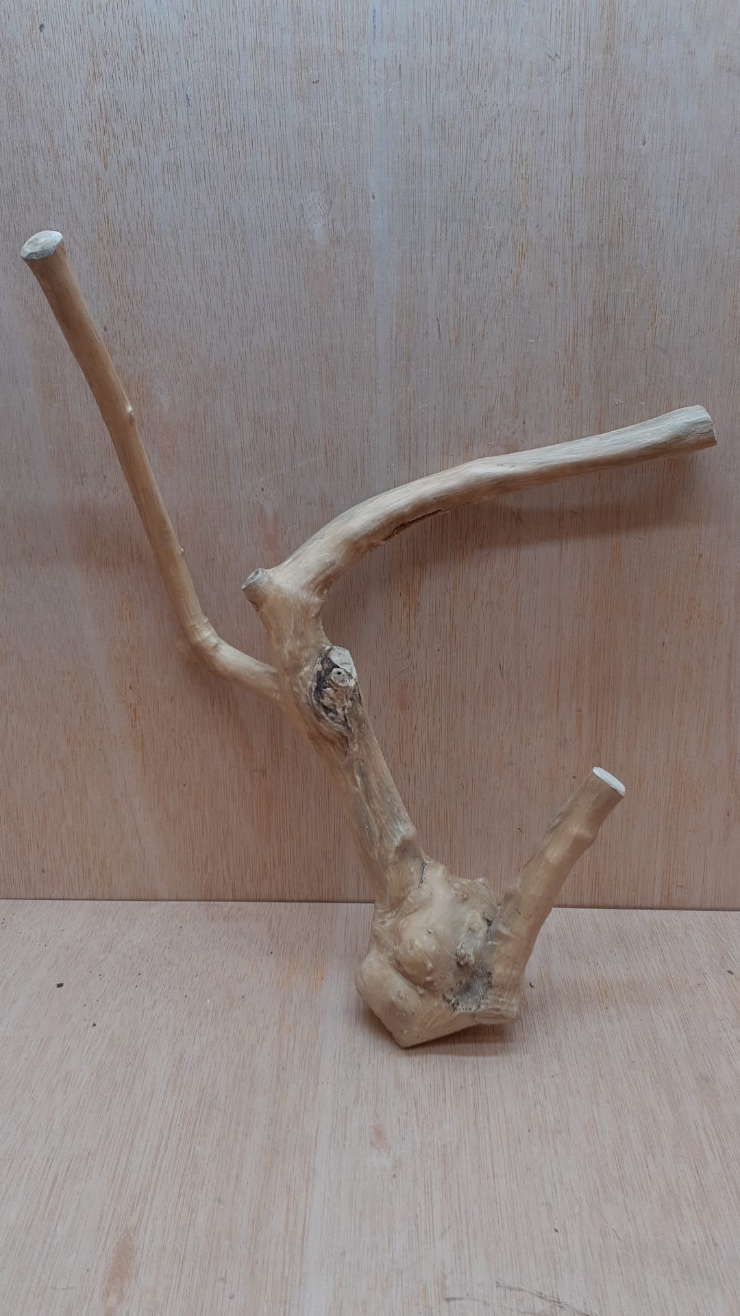 Java Wood - Double Stem - Medium 17