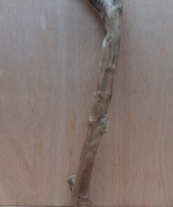 Java Wood - Single Stem - Large 18