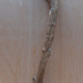 Java Wood - Single Stem - Large 18