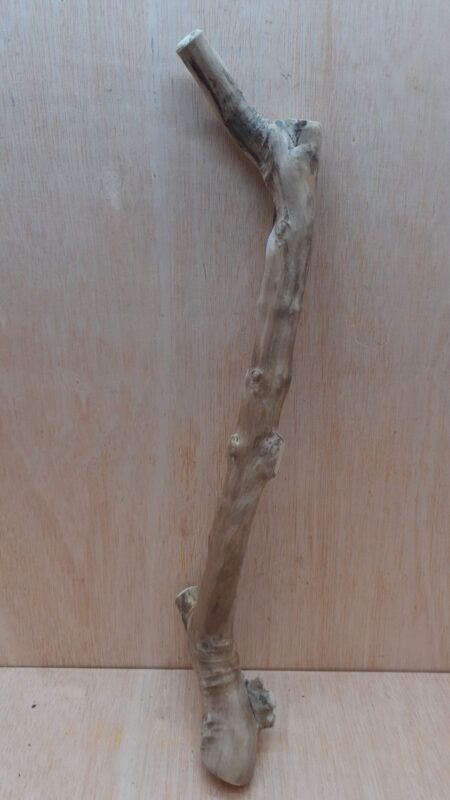 Java Wood - Single Stem - Large 18