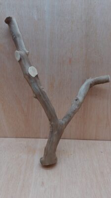 Java Wood - Double Stem - Medium 19