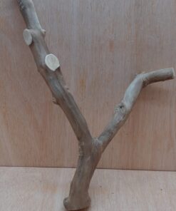 Java Wood - Double Stem - Medium 19