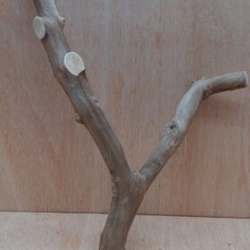 Java Wood - Double Stem - Medium 19