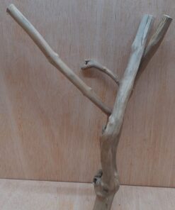 Java Wood - Double Stem - Medium 20