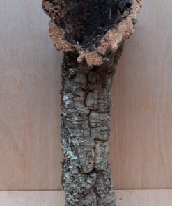 Small Cork Tube - 40-60cm - 23