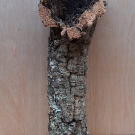 Small Cork Tube - 40-60cm - 23