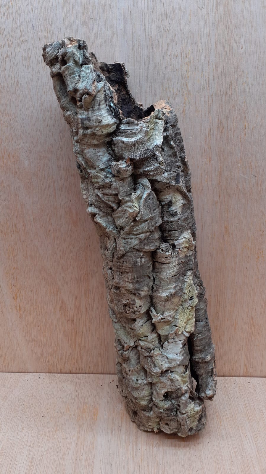 Small Cork Tube - 40-60cm - 24