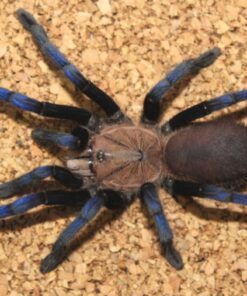 Birupes simoroxigorum