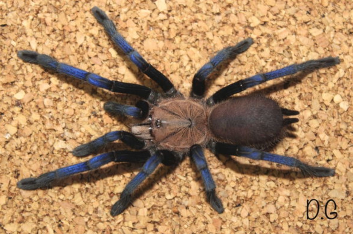 Birupes simoroxigorum