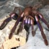 Chilobrachys natanicharum