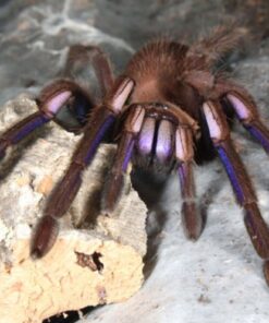 Chilobrachys natanicharum