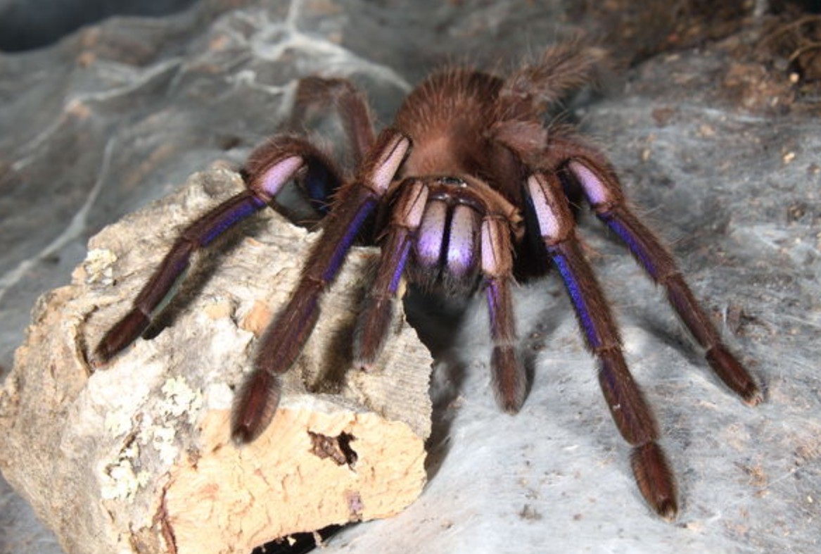 Chilobrachys natanicharum