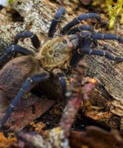 Cyclosternum sp. 'Aureum'