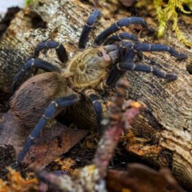 Cyclosternum sp. 'Aureum'