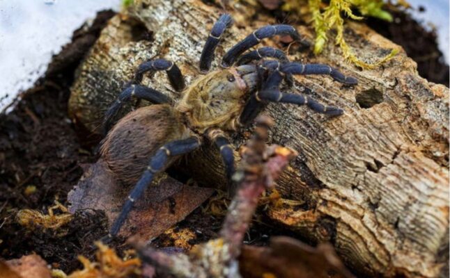 Cyclosternum sp. 'Aureum'
