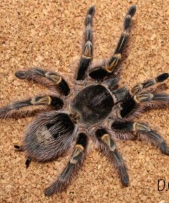 Grammostola pulchripes