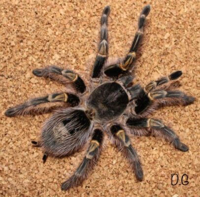Grammostola pulchripes