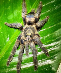 Tapinauchenius sp. 'Yasuni