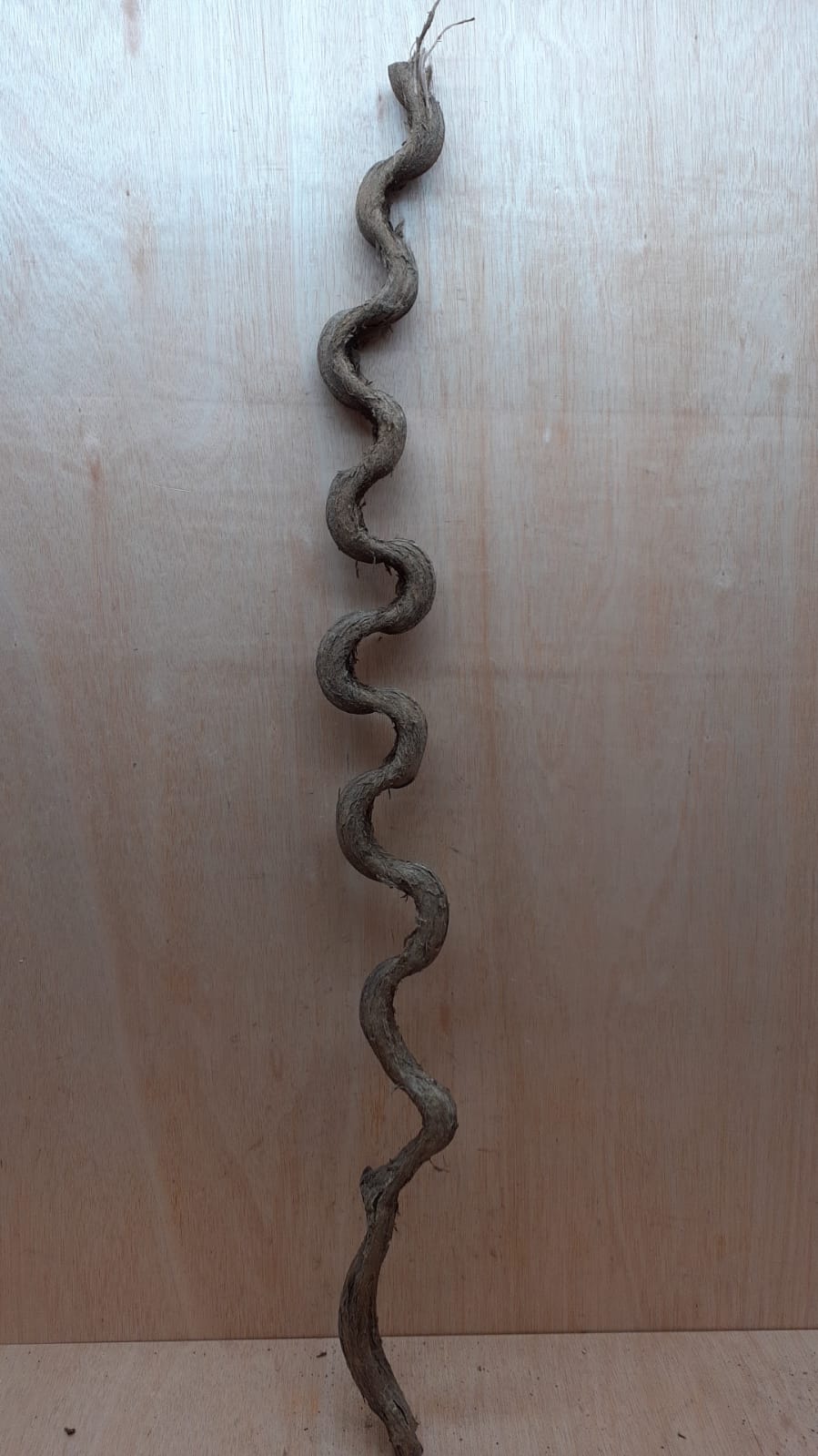 Monkey Ladder Liana - Long - 14