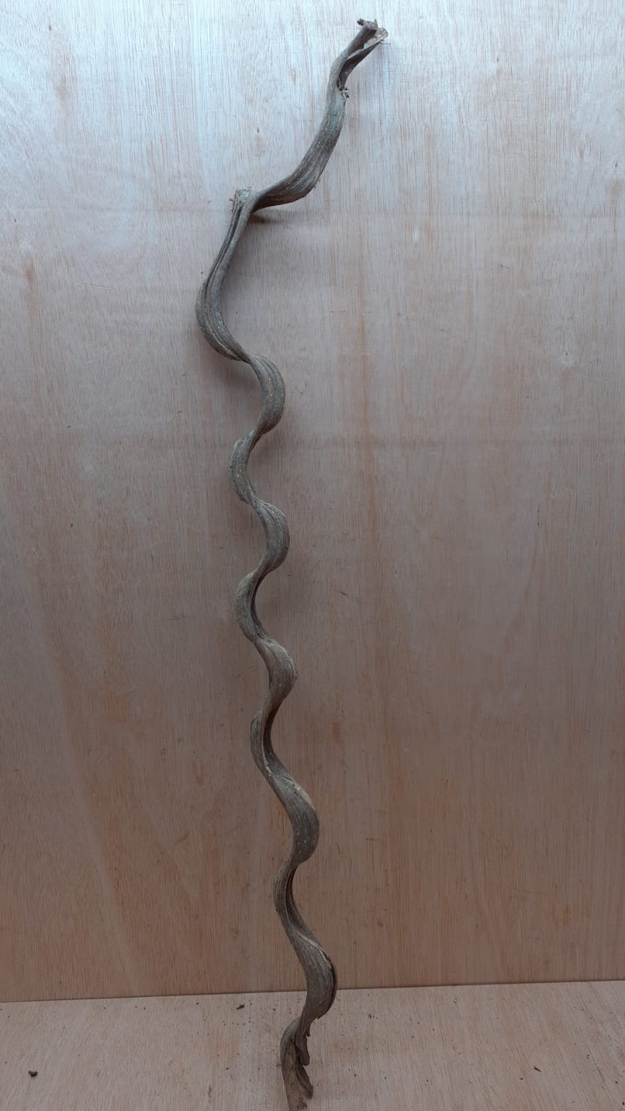 Monkey Ladder Liana - Long - 16