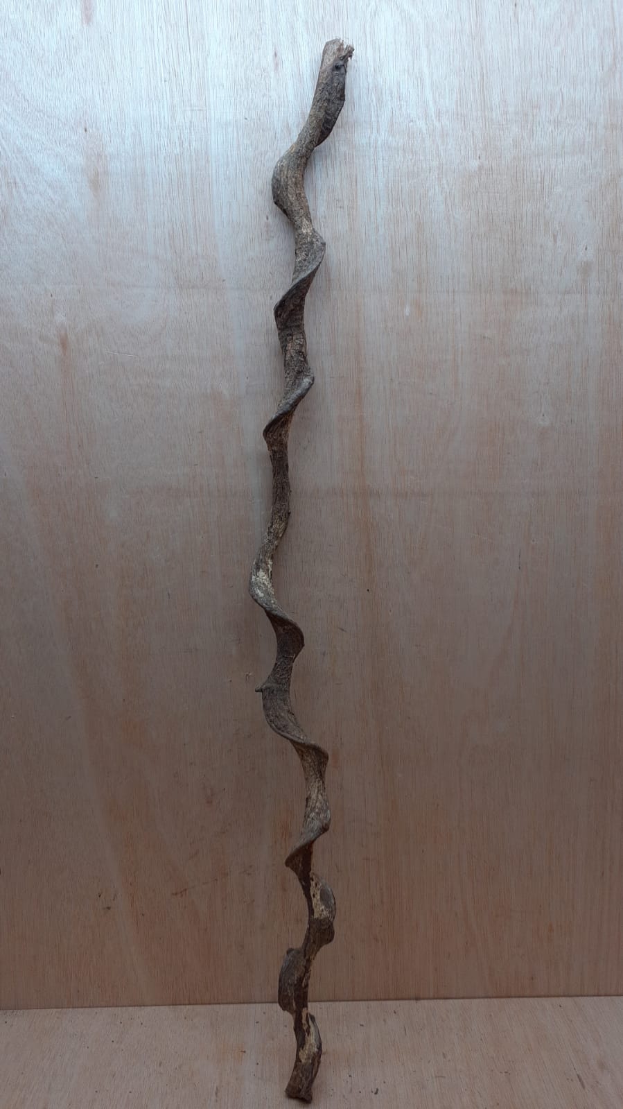 Curved Liana - Long - 12