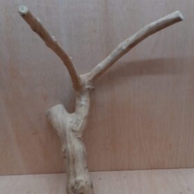 Java Wood - Double Stem - Large 12