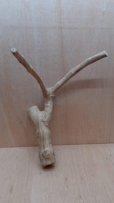 Java Wood - Double Stem - Large 12