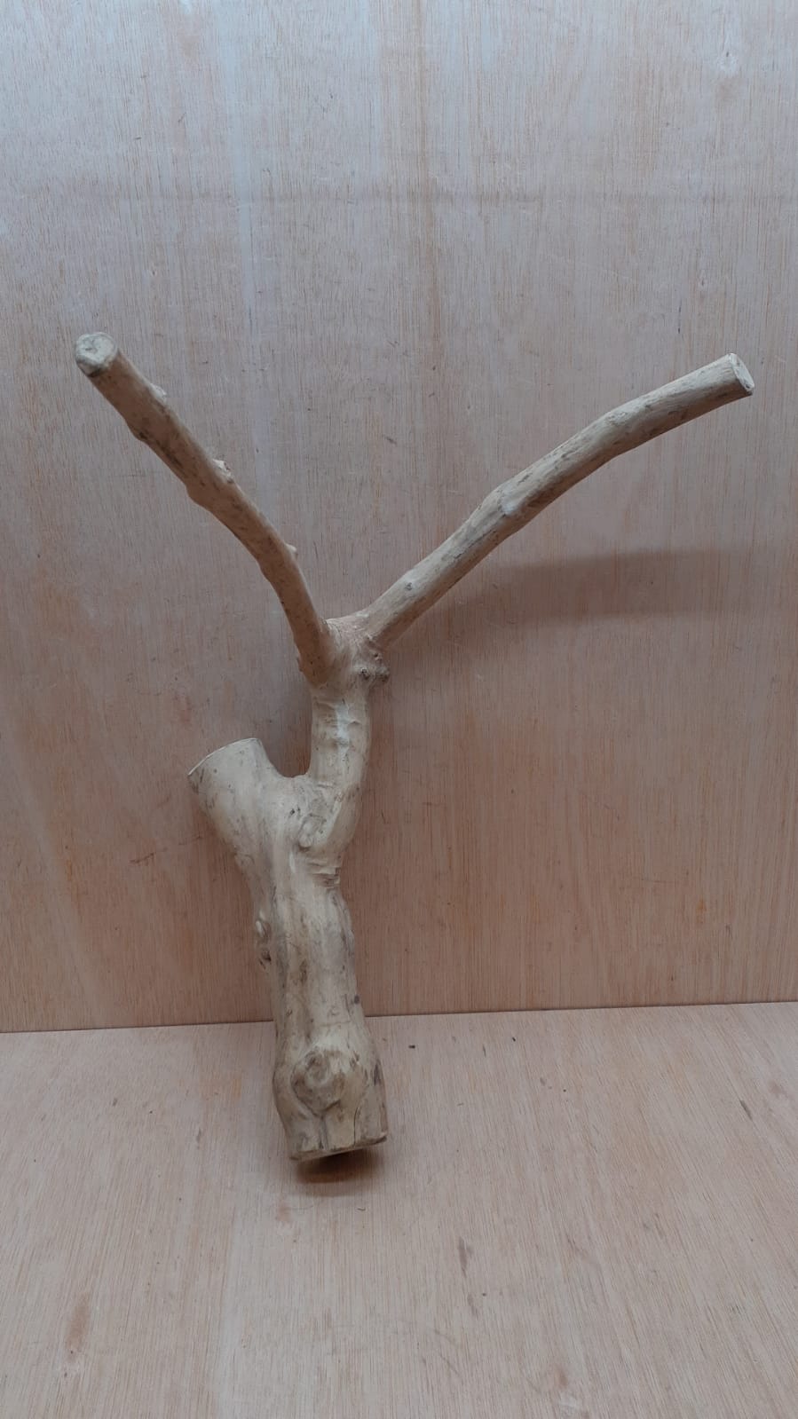 Java Wood - Double Stem - Large 12