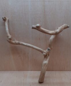 Java Wood - Double Stem - Large 18